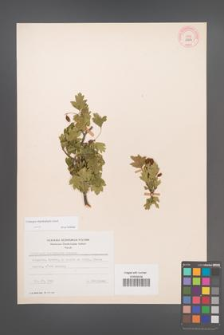 Crataegus rhipidophylla [KOR 13232]