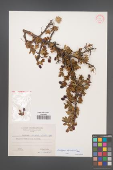 Crataegus rhipidophylla [KOR 13242]