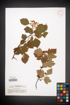 Crataegus sanguinea [KOR 43043]