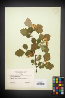 Crataegus sanguinea [KOR 13466]