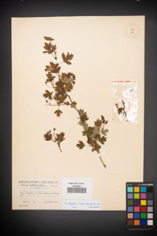 Crataegus rhipidophylla [KOR 13265]
