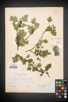 Crataegus rhipidophylla [KOR 3847]