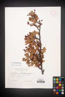 Crataegus rhipidophylla [KOR 44775]
