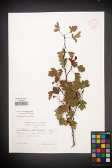 Crataegus rhipidophylla [KOR 44843]