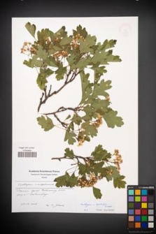 Crataegus ×kyrtostyla [KOR 48921]