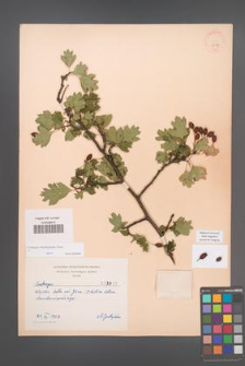Crataegus rhipidophylla [KOR 3039]
