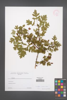 Crataegus stevenii [KOR 44152]