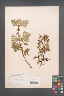 Crataegus stevenii [KOR 13472]