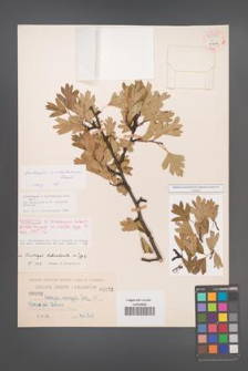 Crataegus ×subsphaericea [KOR 55496]