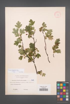 Crataegus rhipidophylla [KOR 5019]