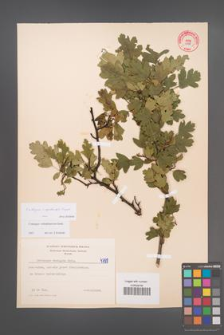 Crataegus ×kyrtostyla [KOR 47987]