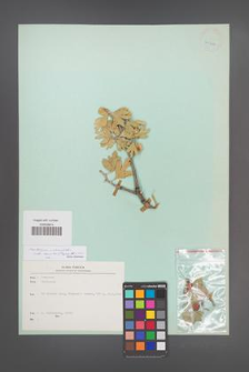 Crataegus orientalis [KOR 24344]