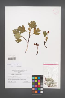 Crataegus ×kyrtostyla [KOR 41561]