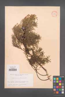 Cupressus arizonica [KOR 34211]