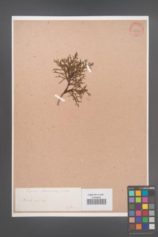 Cupressus macnabiana [KOR 34208]
