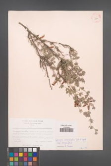 Cytisopsis dorycnifolia [dorycniifolia] [KOR 13516]