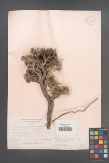 Cytisopsis dorycnifolia [dorycniifolia] [KOR 13517]