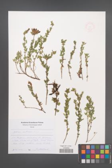 Cytisus austriacus [KOR 48817]