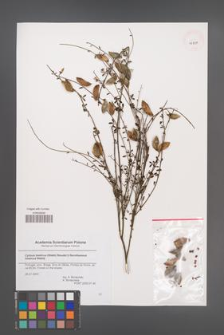 Cytisus baeticus [KOR 43737]