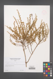 Cytisus eriocarpus [KOR 48840]
