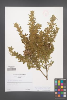 Chamaecytisus eriocarpus [KOR 48842]