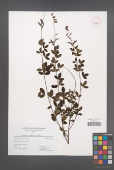 Cytisus nigricans [KOR 44490]