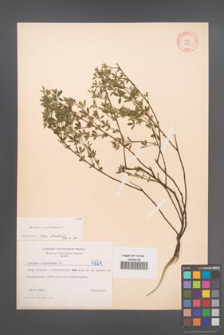 Cytisus nigricans [KOR 4224]