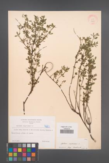 Cytisus nigricans [KOR 4223]