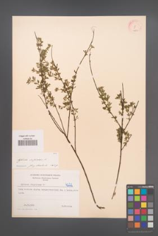 Cytisus nigricans [KOR 4222]