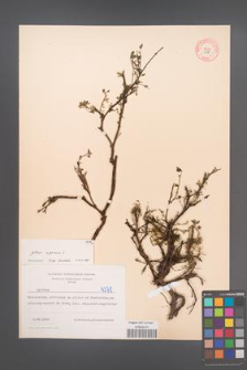 Cytisus nigricans [KOR 4378]