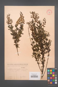 Cytisus nigricans [KOR 1843]