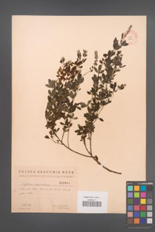 Cytisus nigricans [KOR 2544]