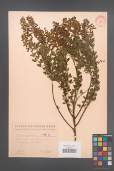 Cytisus nigricans [KOR 2533]