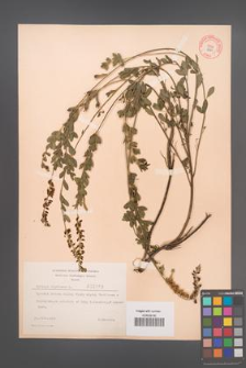 Cytisus nigricans [KOR 2163]