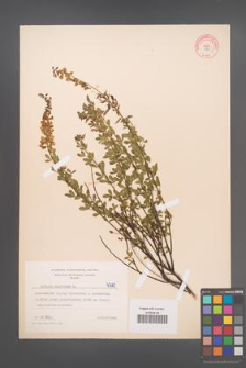 Cytisus nigricans [KOR 4710]