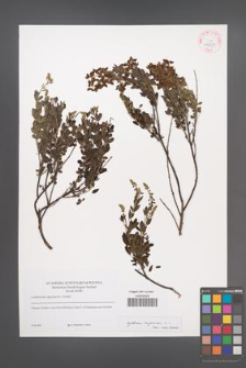 Cytisus nigricans [KOR 42239]
