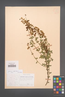 Cytisus nigricans [KOR 22538]