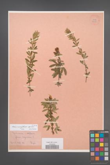 Chamaecytisus supinus [KOR 34228]