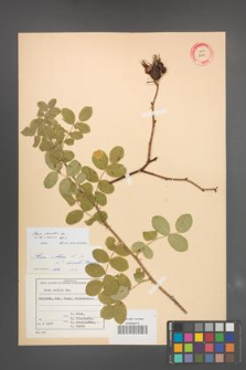 Rosa mollis [KOR 17956]