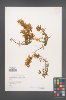 Cytisus procumbens [KOR 25812]