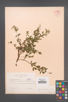 Cytisus ratisbonensis [KOR 55543]