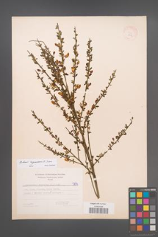 Cytisus scoparius [KOR 5794]