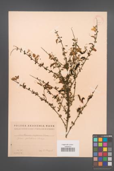 Cytisus scoparius [KOR 19706]