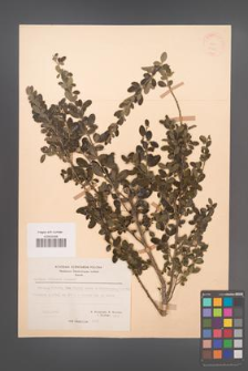 Cytisus villosus [KOR 21758]