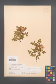 Rosa pulverulenta [KOR 18286]