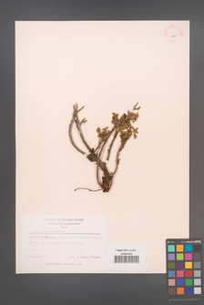 Rosa pulverulenta [KOR 18289]