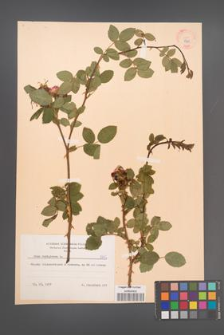 Rosa rubiginosa [KOR 8795]