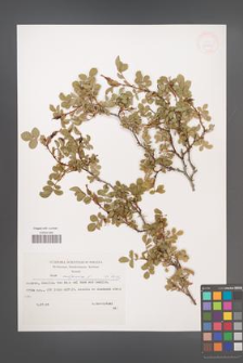 Rosa rubiginosa [KOR 32951]