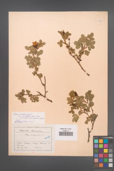 Rosa rubiginosa [KOR 18304]