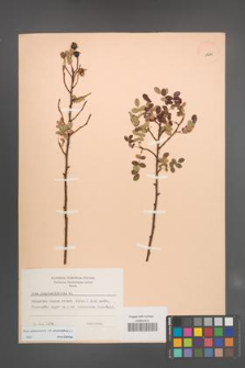 Rosa spinosissima [KOR 18245]